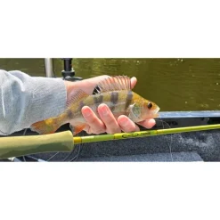 Guide Mouche Carnassiers Auvergne Mickael Miclet