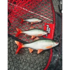 Leurre Souple Armé Fox Rage Ultra-Realistic Roach Replicant