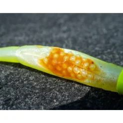 Leurre Souple Fox Rage Scent Shad - 7Cm